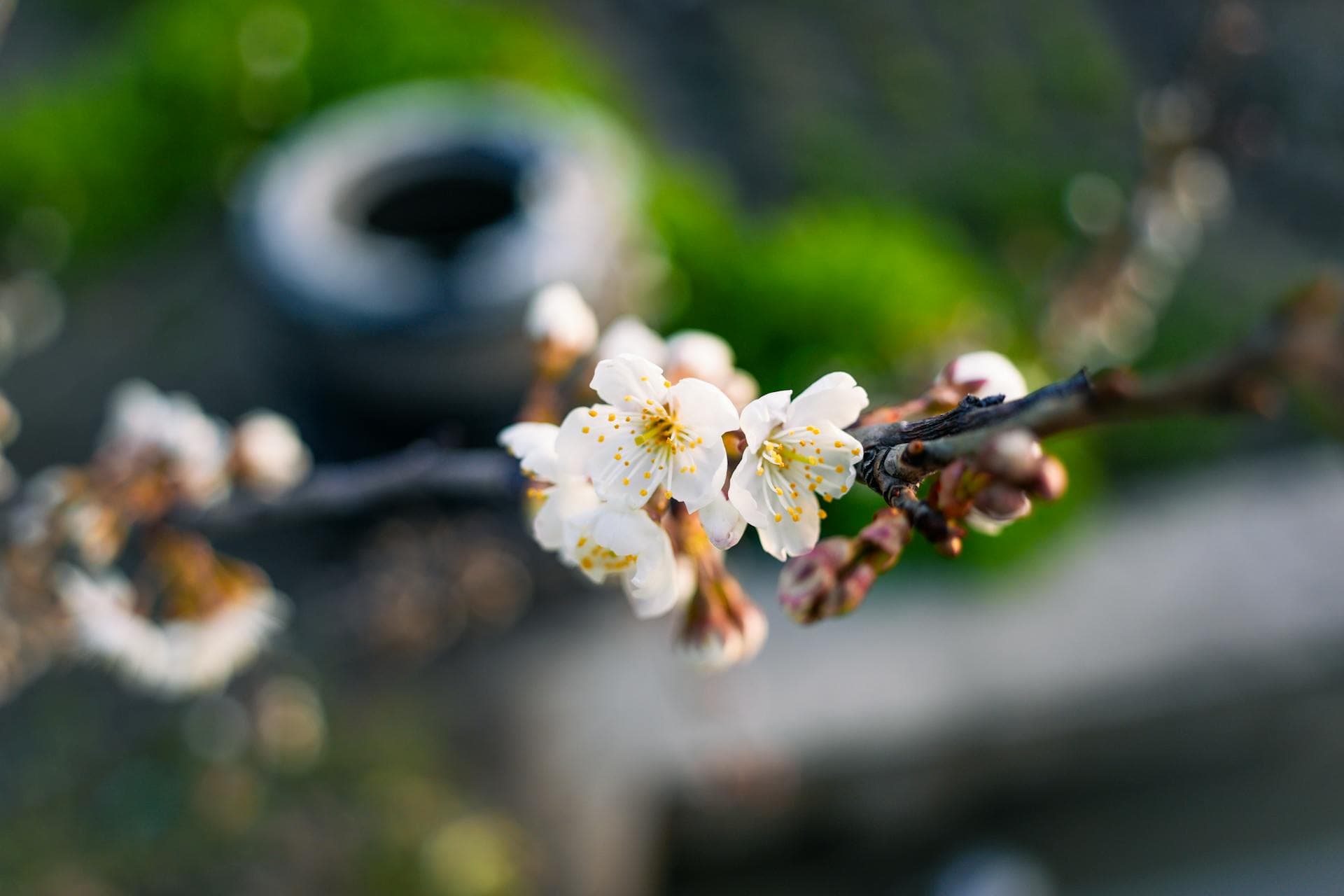 Almond blossoms in full bloom across Central California farmland - resource conservation district serving Fresno, Kings, and Tulare Counties